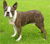 Click here for more detailed Boston Terrier breed information and available puppies, studs dogs, clubs and forums